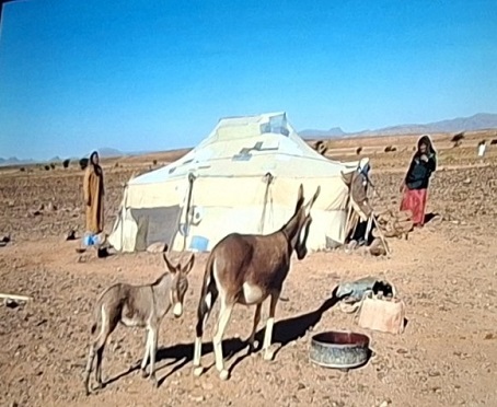 HET LEVEN IN DE SAHARA