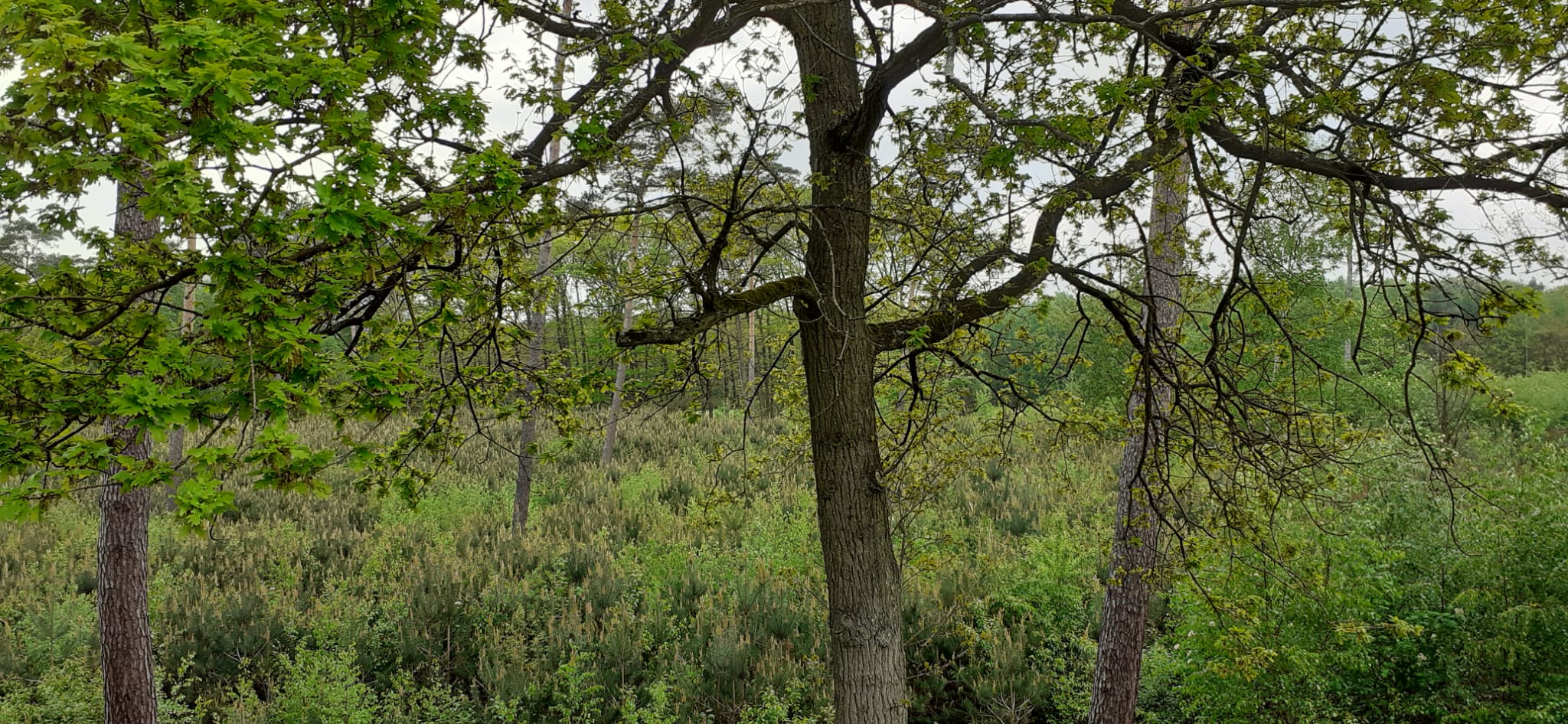 WANDELEN bij Kasteel “Ravenhof”in Putte op donderdagmiddag 18 juni 2026