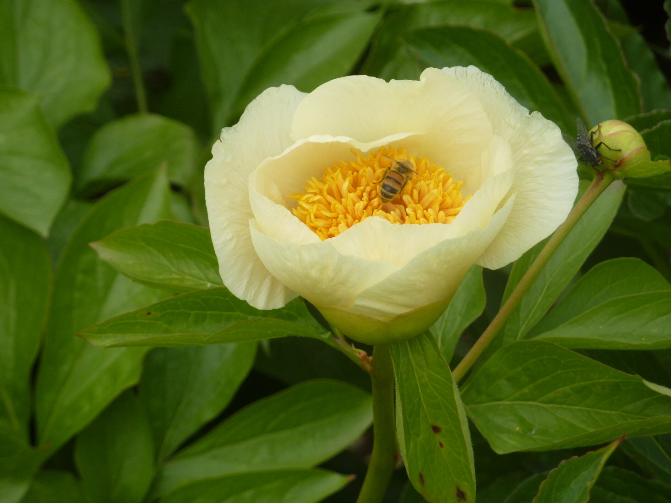 Tuinclub 3 bezoekt Prunushof te Wilp