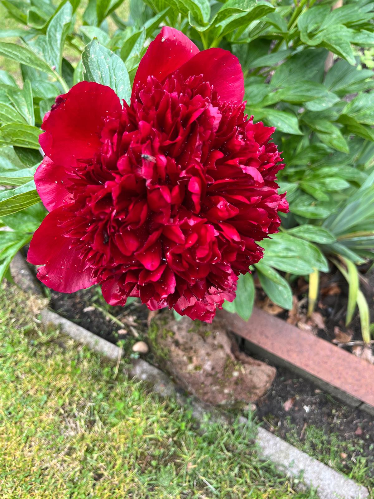 Foto’s van ”de Tuin van Ton” in Diepenveen woensdag 20 mei 2026