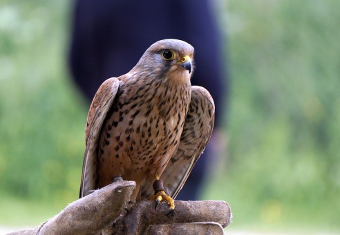Peter de Maagt is vogelaar en komt ons vertellen over de roofvogels