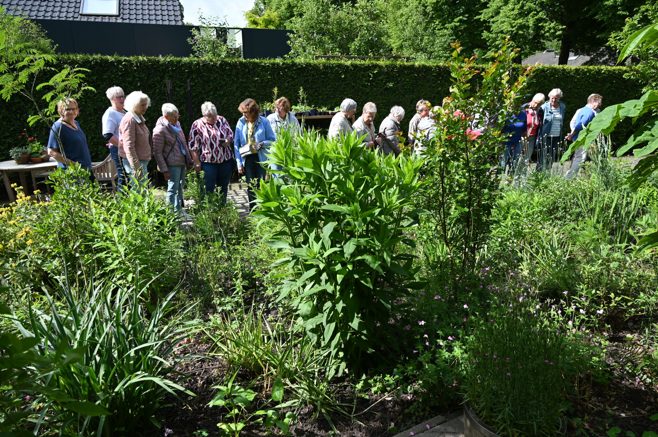 2026-06-10  Excursie naar de tuin van Ton in Diepenveen