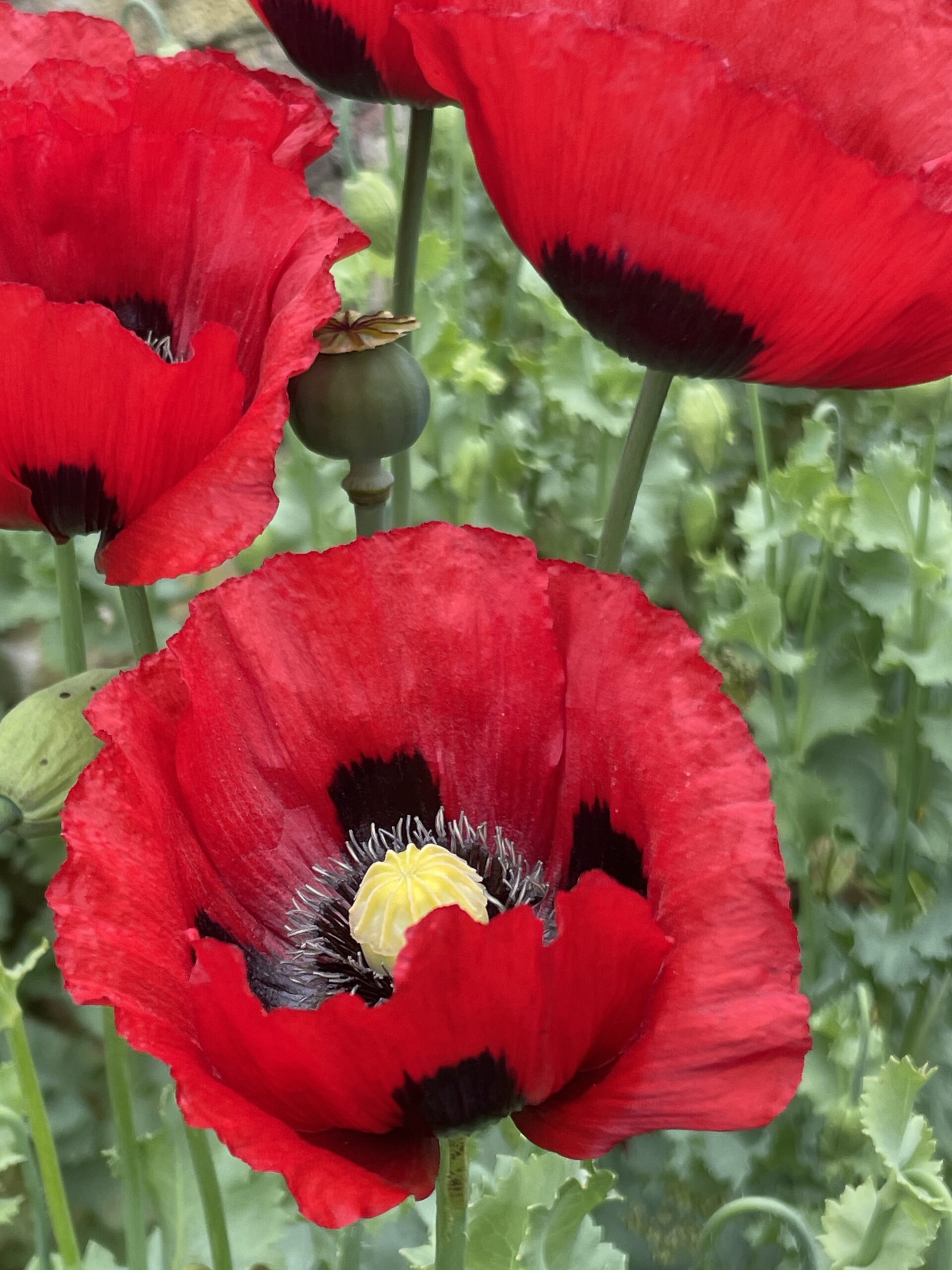 Tuinclub 4 bij ‘De levenstuinen van Groot Hontschoten”