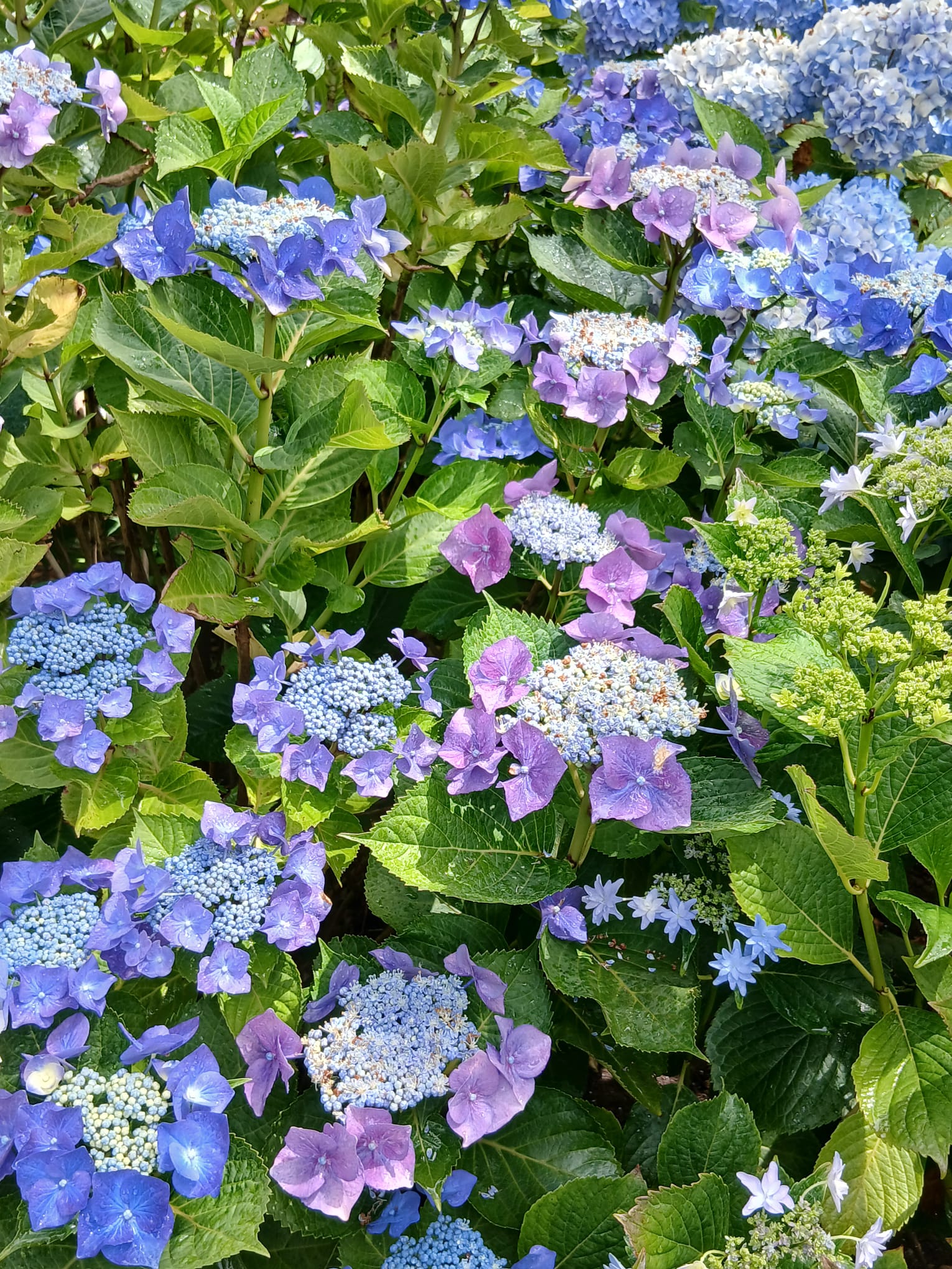 2 Juli Tuinclub de Wildert Oud-Gastel