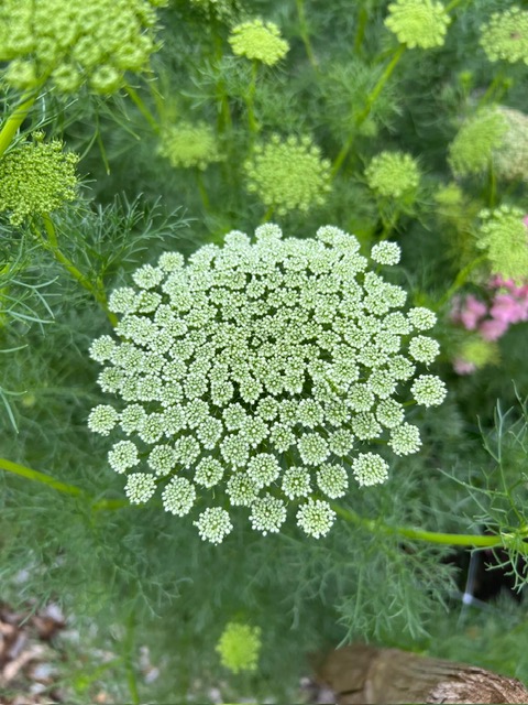 2026-07-16 Tuinclub Dagtrip naar Zenderen en Azelo