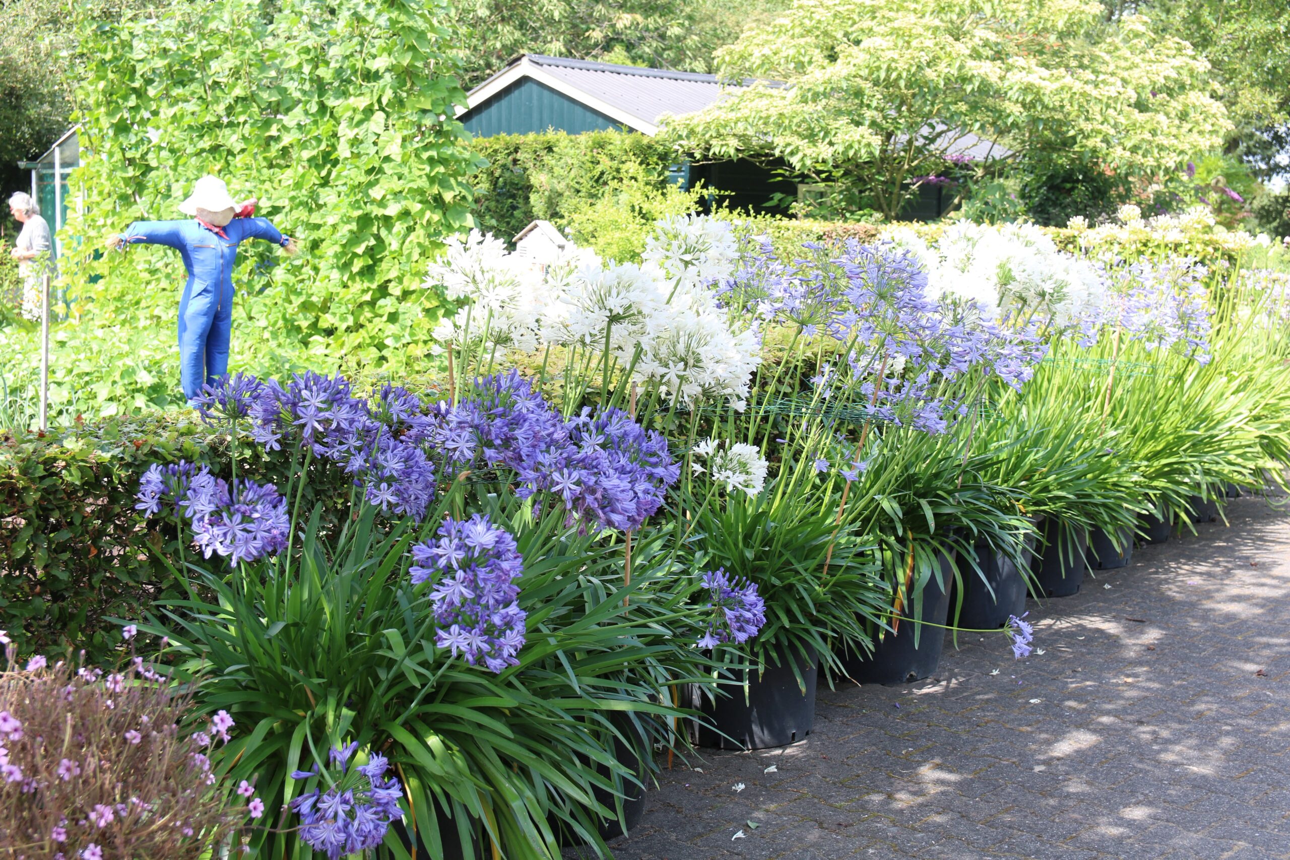 Bezoek van onze tuinclub aan D’n Uuthook in Ruurlo