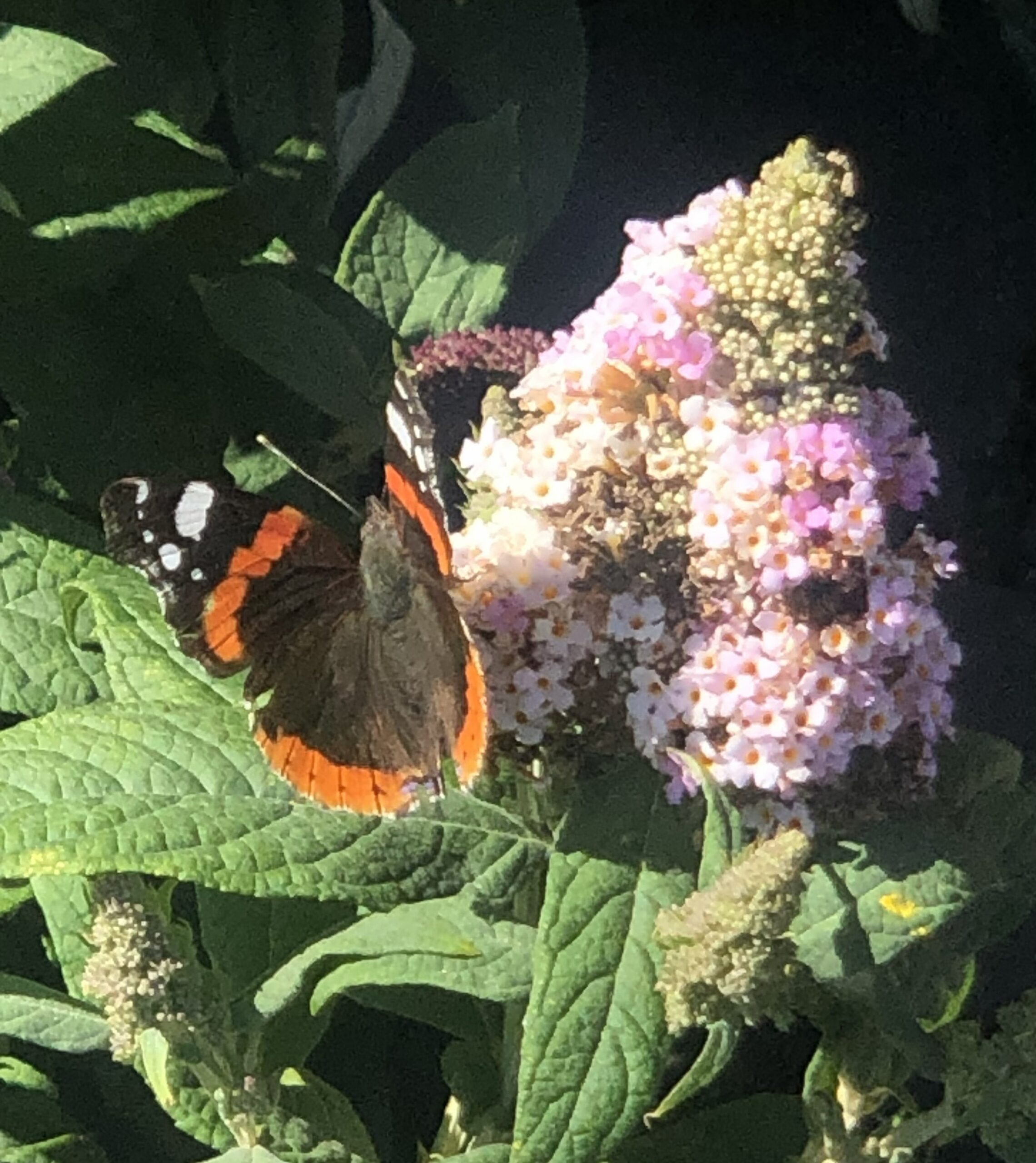 Tuinclub – Vlindertuin Tiel