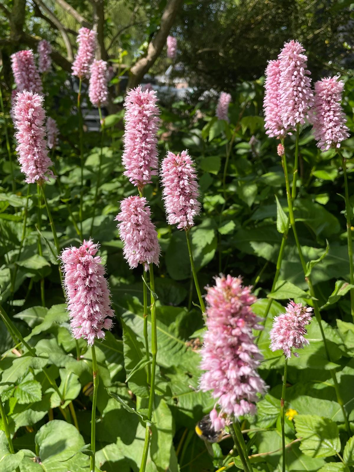 Tuinclub – bezoek aan pluktuin Den Dungen