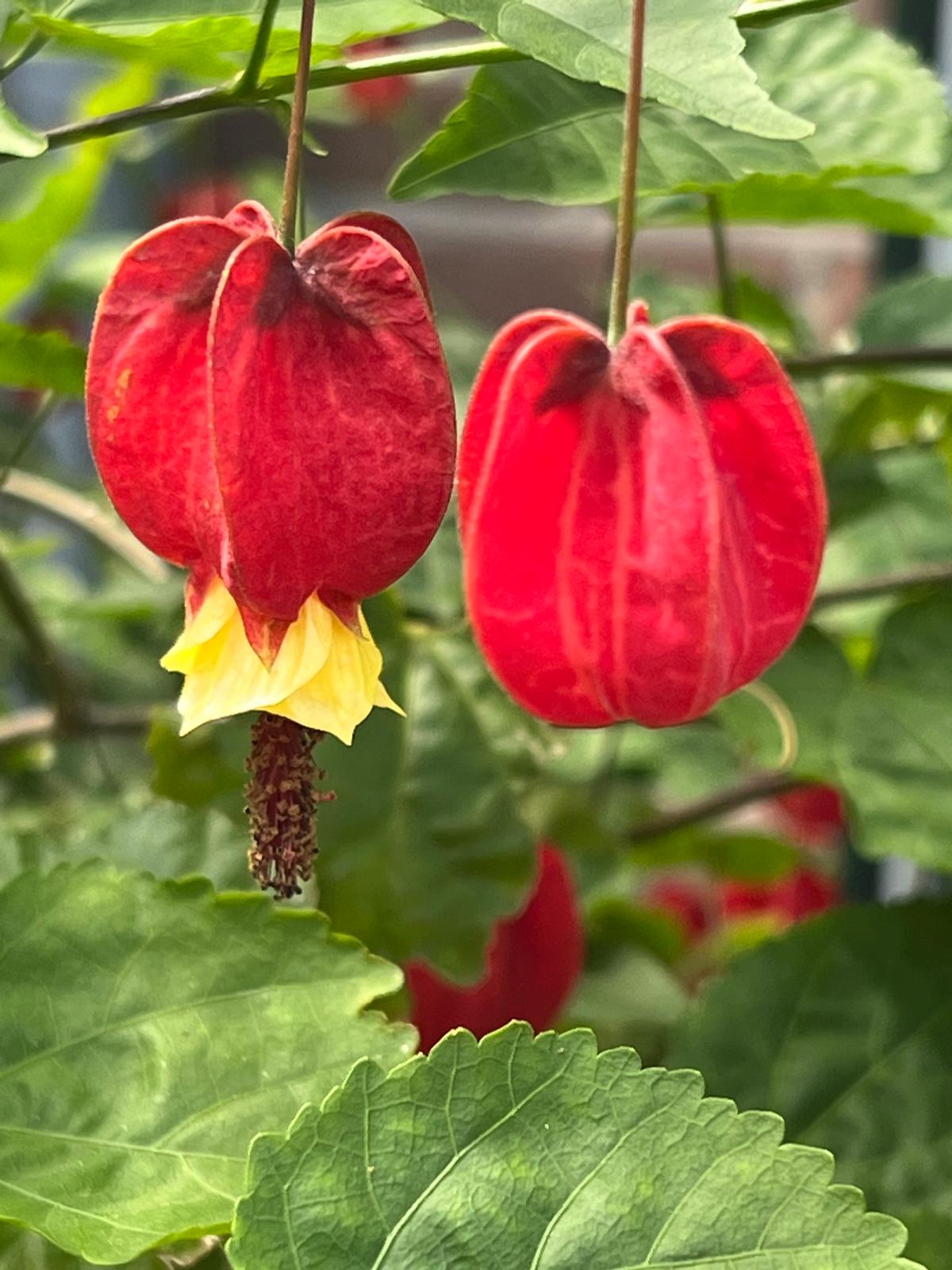 Tuinclub naar ”Nieuw Baarlehof” Schalkhaar dinsdag 21 juli 2026