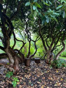 2026 tuin holten de look 5