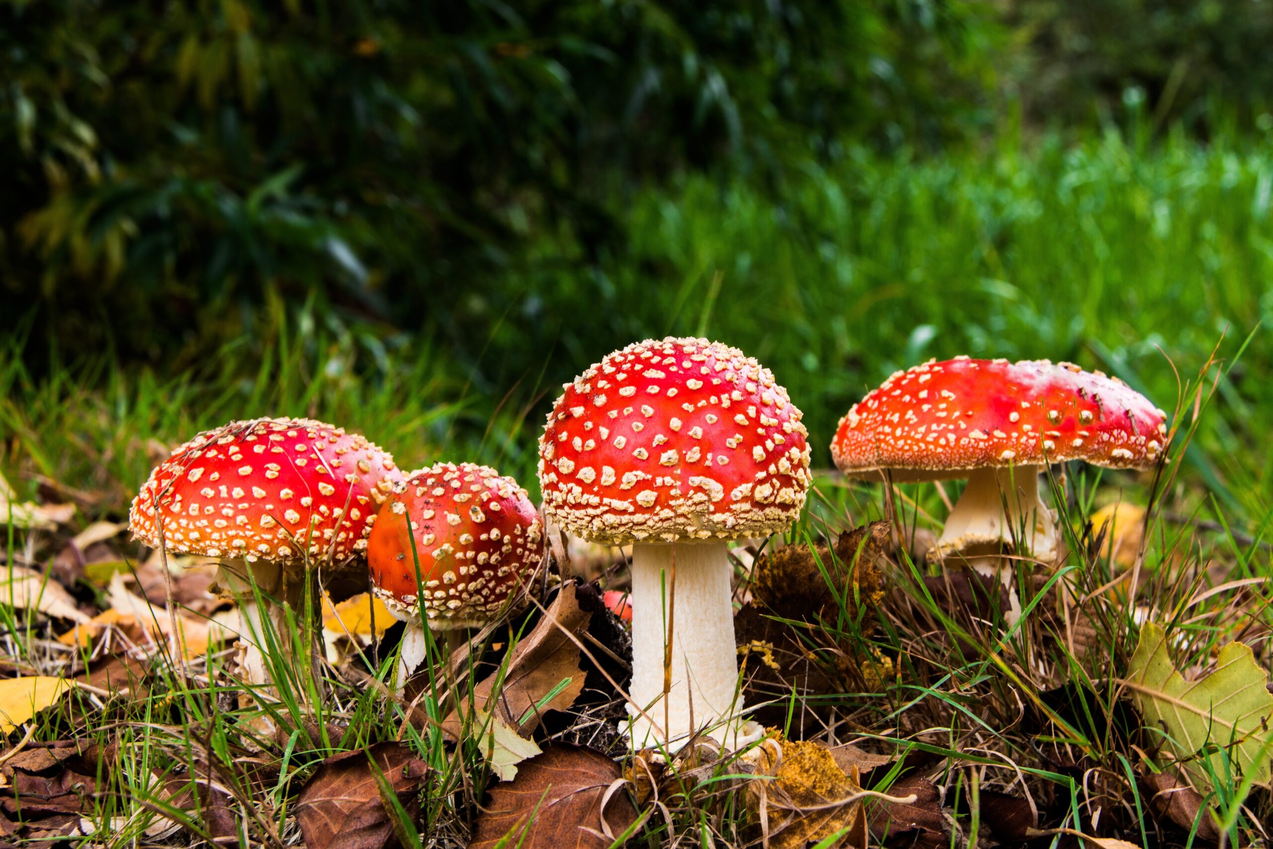 Herfst met prachtige paddenstoelen