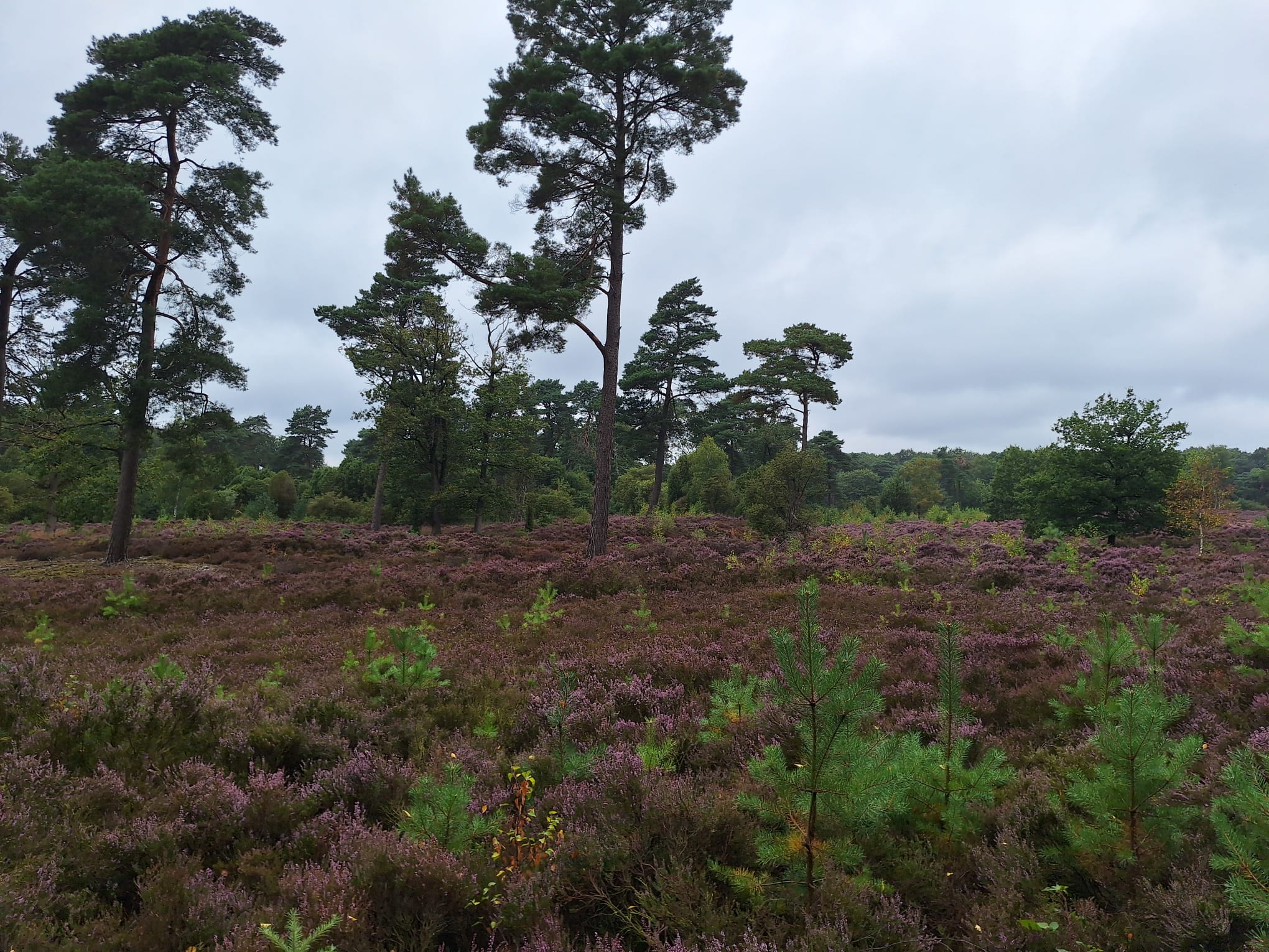 Jaarlijkse fietstocht naar de Veluwe dinsdag 25 augustus 2026