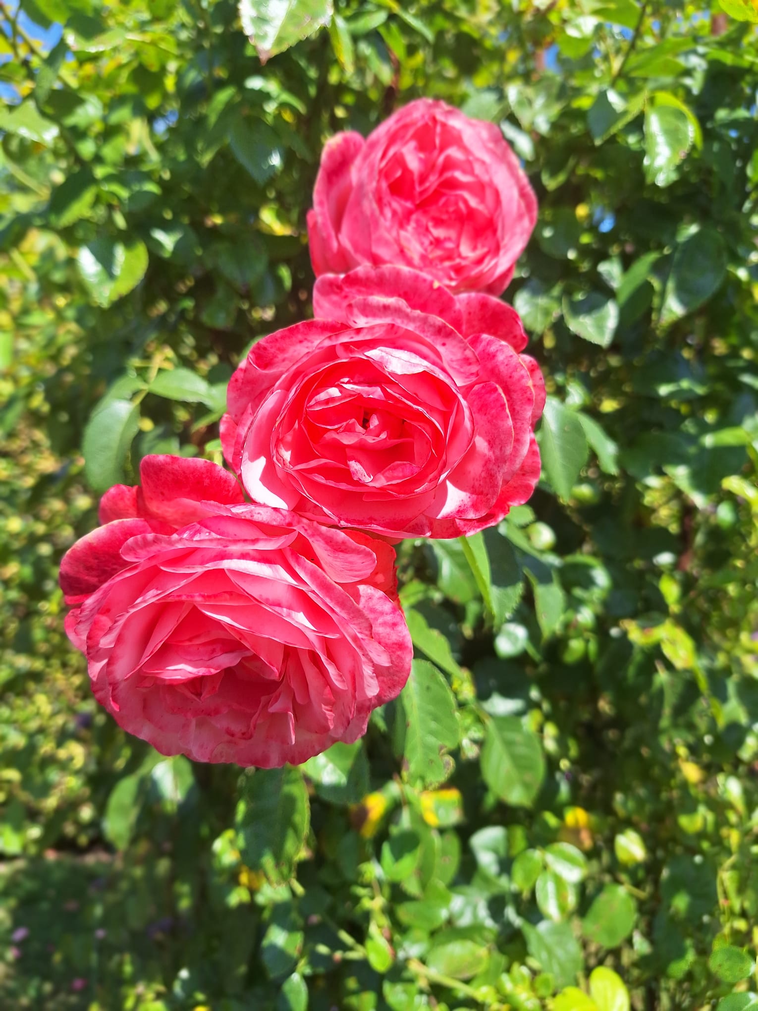 Bezoek  aan tuin Klein Ekeby te Zundert op 14-7-2026