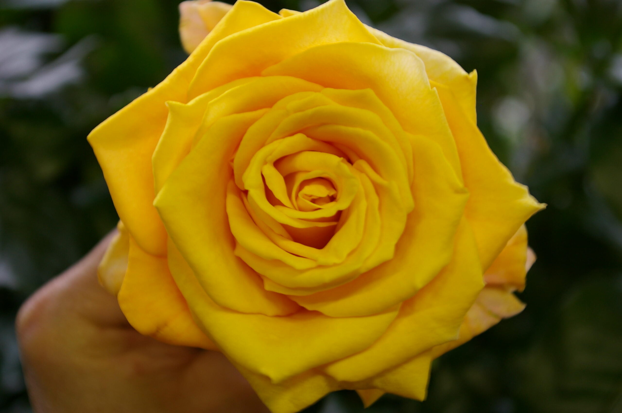 Tuinclub Beilen Herfststuk maken