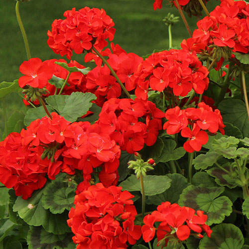 Beoordeling  geranium