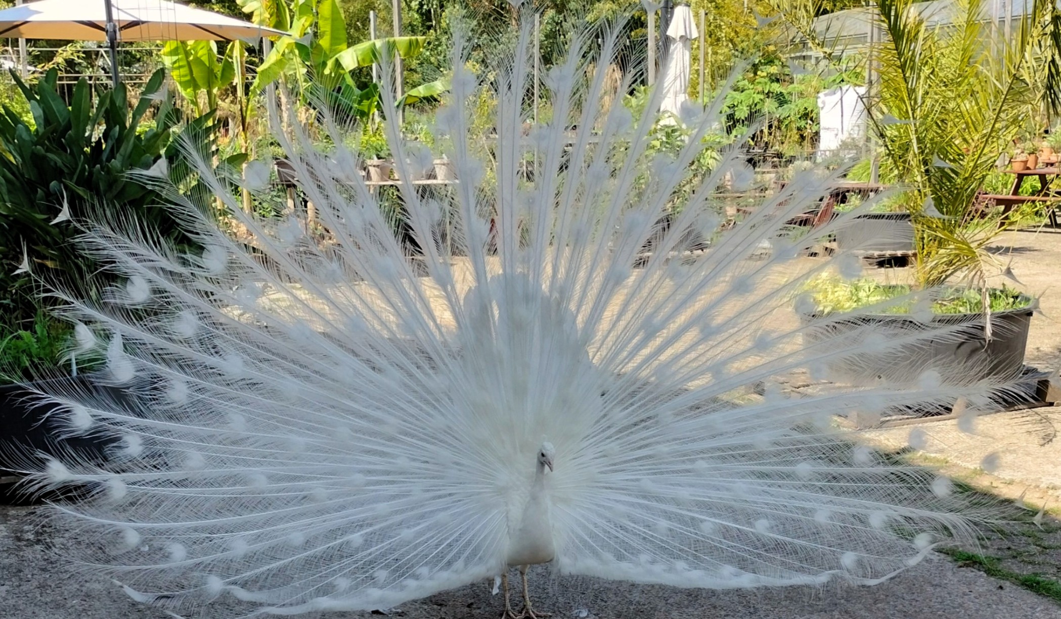Tuin Baldus in Hummelo
