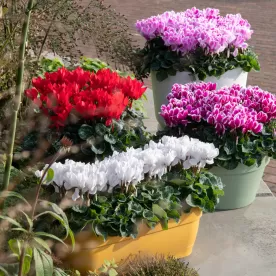 Bezoek PlantXperience van Schoneveld Breeding te Wilp