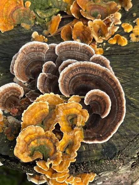 Tuinclub 4 maakt Paddenstoelenwandeling
